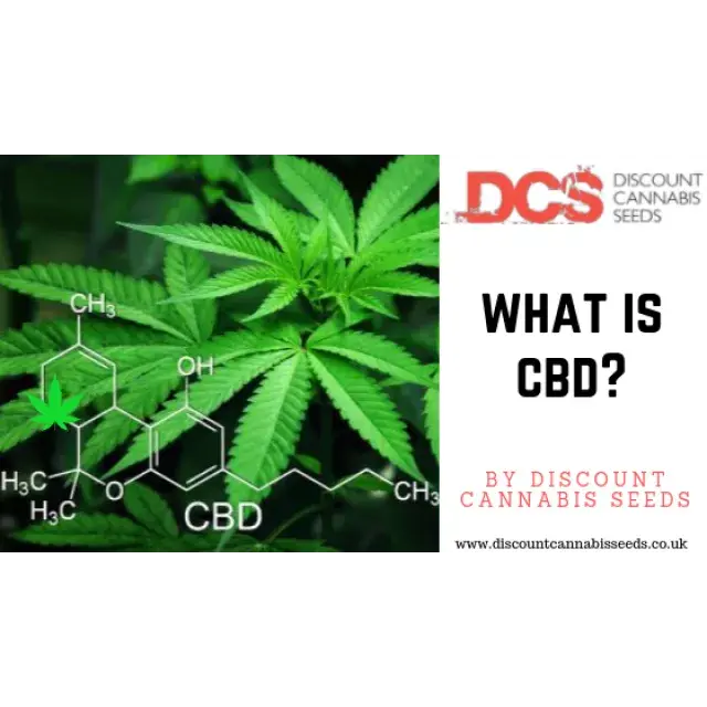 What is CBD - Discount Cannabis Seeds