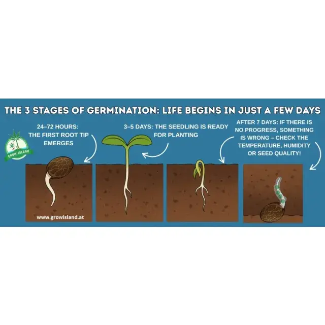 Can You Germinate Cannabis Seeds in Soil? (Step-by-Step Guide).