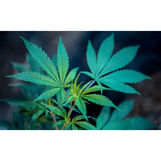 Do Cannabis Seeds Expire? (Complete Viability Guide 2026)