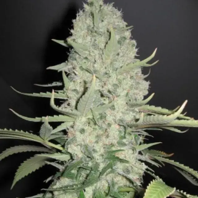 Customer Reviews of White Widow x Big Bud Cannabis Seeds.