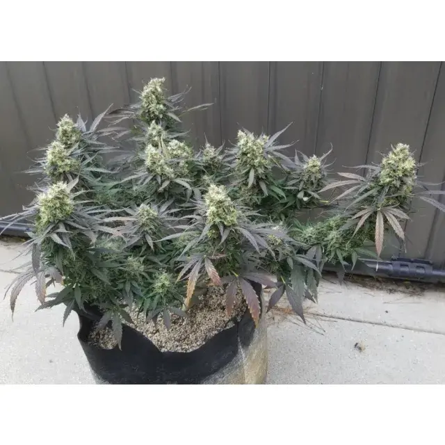 Northern Lights Auto Cannabis Seeds The  Legendary Cannabis Strain.