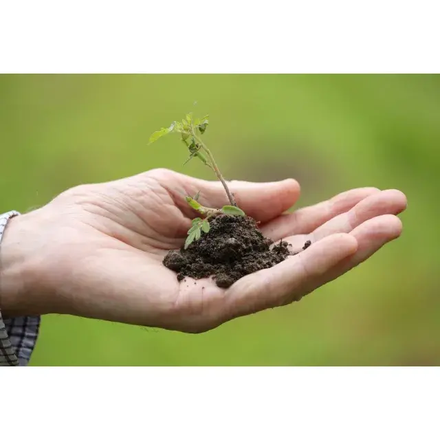  Exclusive Savings: Buy Cannabis Seeds Today from Discount Cannabis Seeds for Trusted Quality and Affordable Prices.