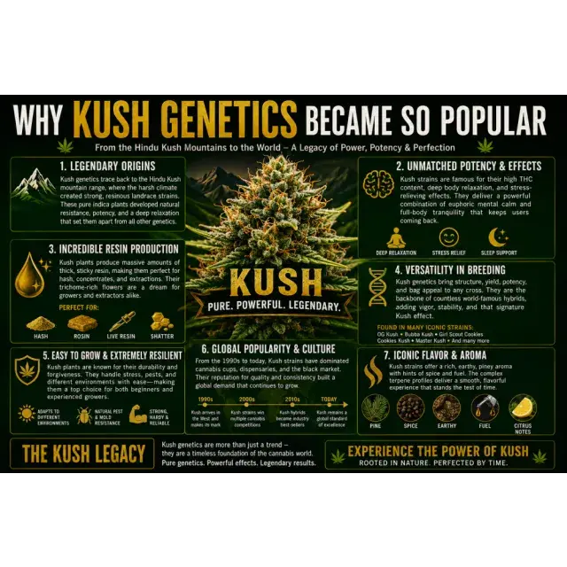 Cannabis Seeds: Why Kush Genetics Became So Popular.