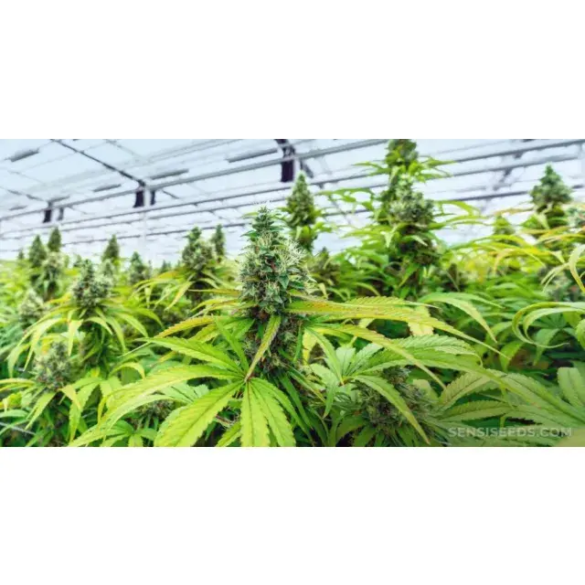 Why More Growers Are Switching to Auto Flower Seeds in 2025: Insights from Discount Cannabis Seeds.