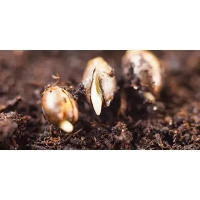 Why Some Cannabis Seeds Fail to Germinate (Top 10 Reasons).