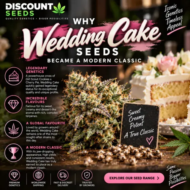 Cannabis Seeds: Why Wedding Cake Seeds Became a Modern Classic.