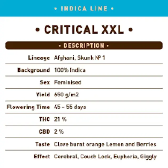 Cannabis Seeds: What Are XXL Yielding Cannabis Seeds?