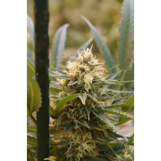 Discover the Top Summer Cannabis Seeds Strains at Discount Cannabis Seeds for Your Best Grow Yet.