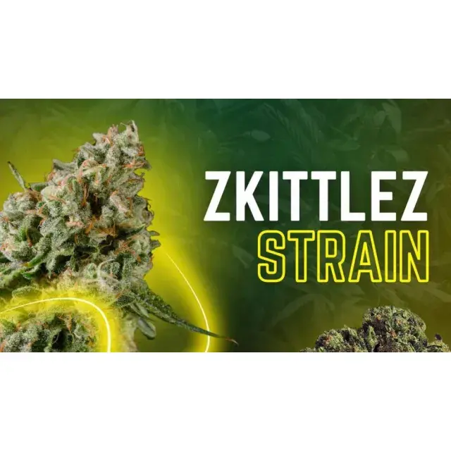 Zkittlez Cannabis Seeds Strain: Origins, Effects, and Expert Growing Tips from Discount Cannabis Seeds.