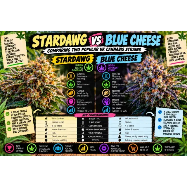 Cannabis Seeds: Stardawg vs Blue Cheese: Comparing Two Popular UK Cannabis Strains.