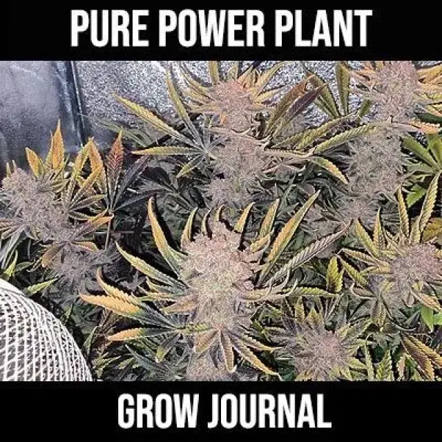 Unlock the Potential of Pure Power Plant Cannabis Seeds.