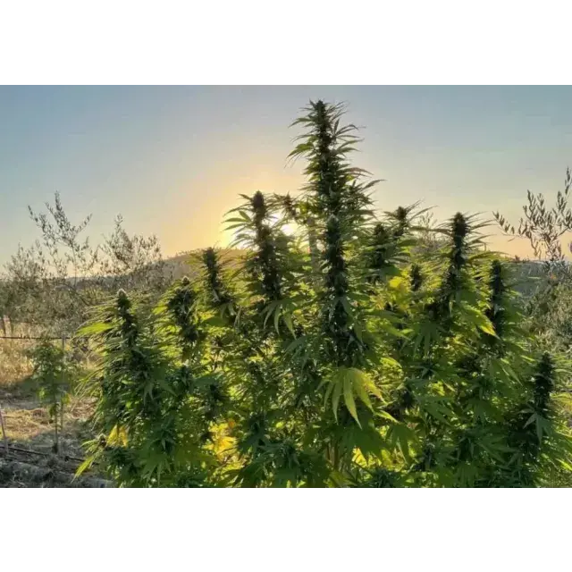Cannabis Seeds: When Is the Best Time to Plant Outdoors in the UK?