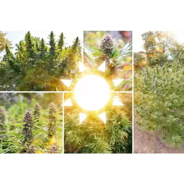 Top 5 Best Outdoor Cannabis Seeds for UK Weather: Quality Picks Available at Discount Cannabis Seeds
