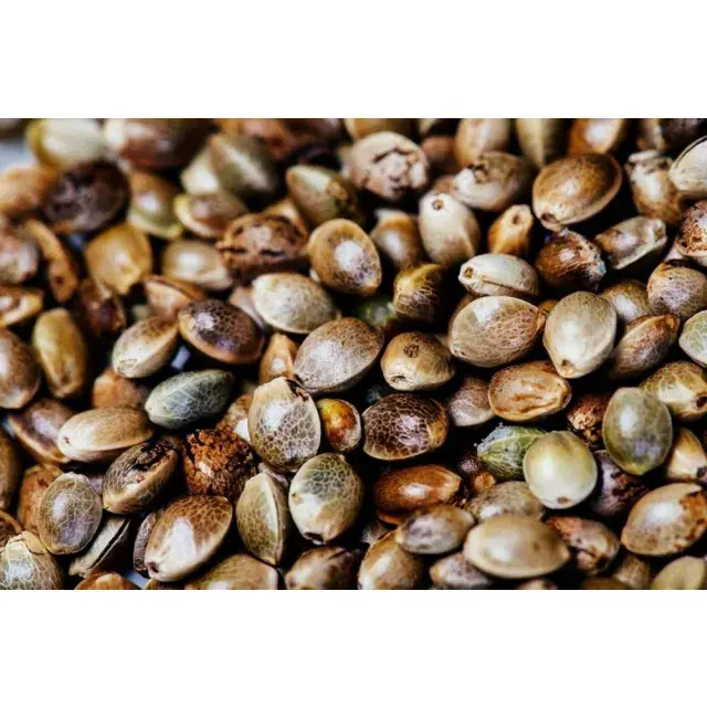 Exploring the Top Discount Cannabis Seeds for Every Growers.