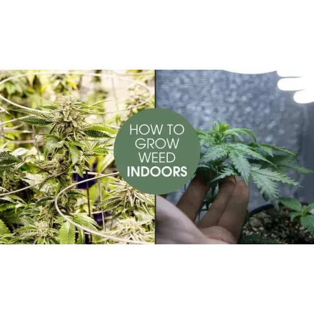 The Ultimate Choice for Indoor Cannabis Seeds Growers.