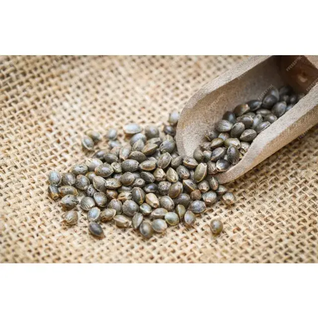 The Future Cannabis Seeds: The Best Deal of the Day.