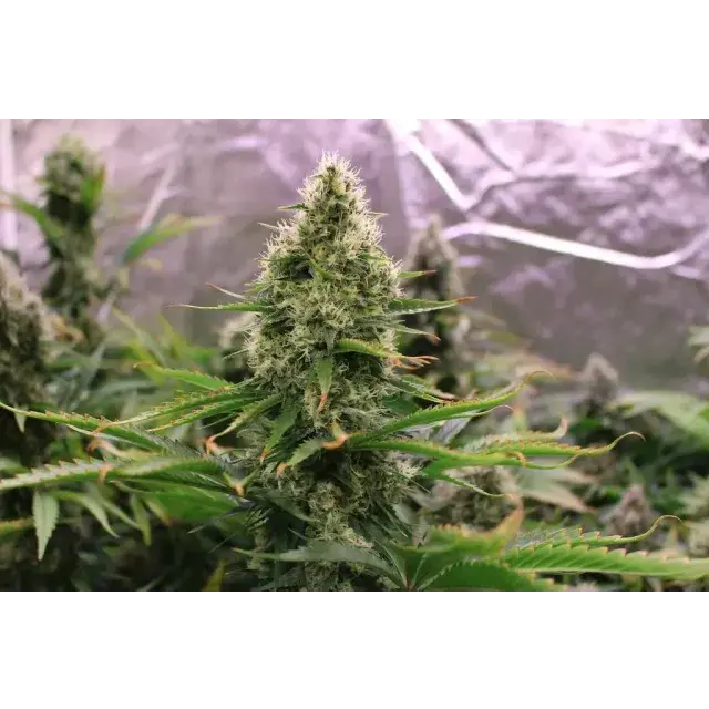 Exploring the Extensive Range of Indoor Cannabis Seeds.