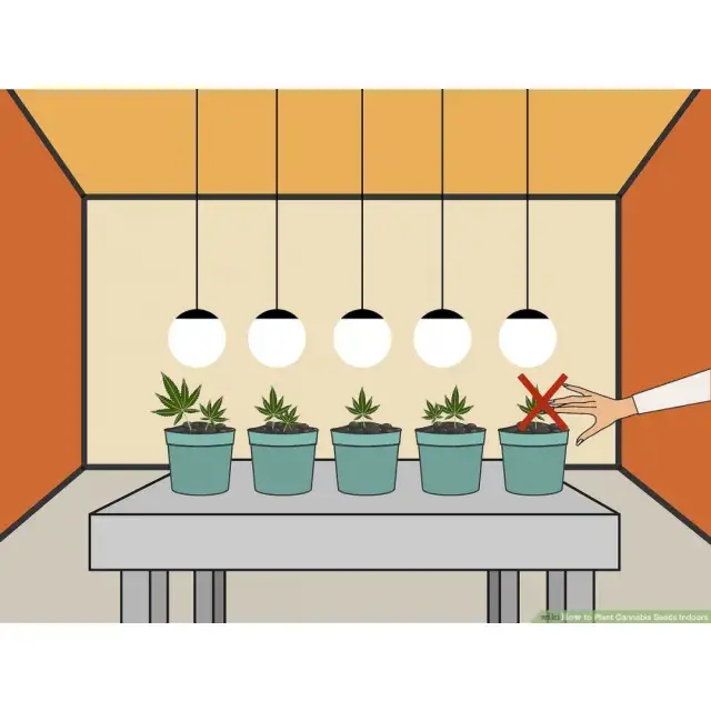The Ultimate Guide to Growing Cannabis Seeds Indoors.