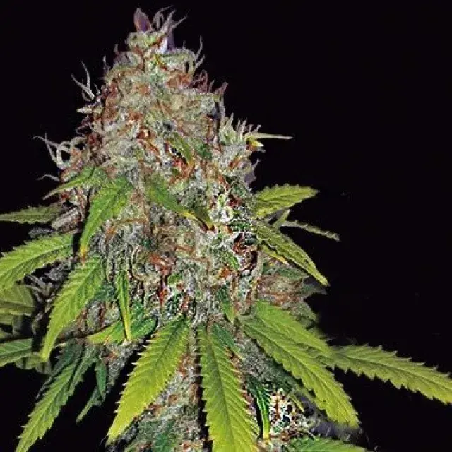AK 49 Auto Cannabis Seed Review 