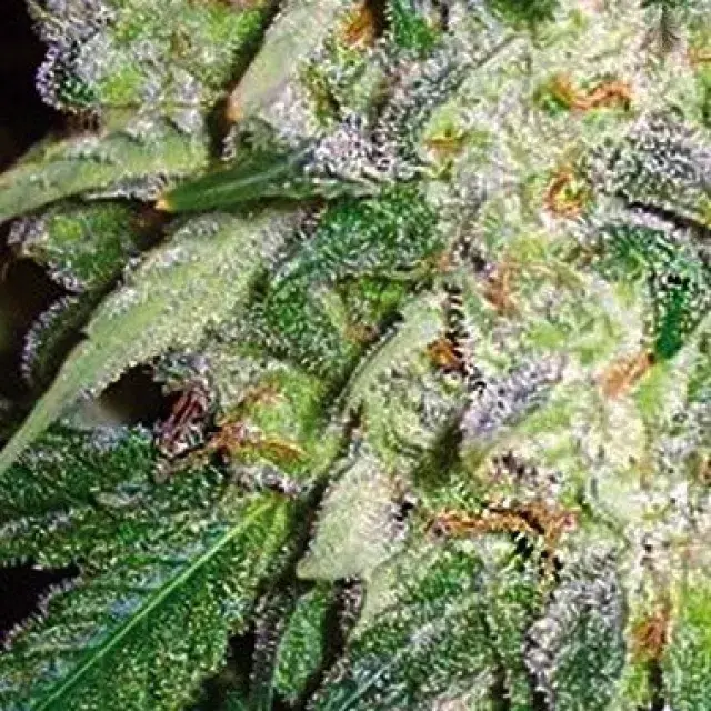 Cannabis Seeds - AK 49 Feminised By Vision Seeds Review.