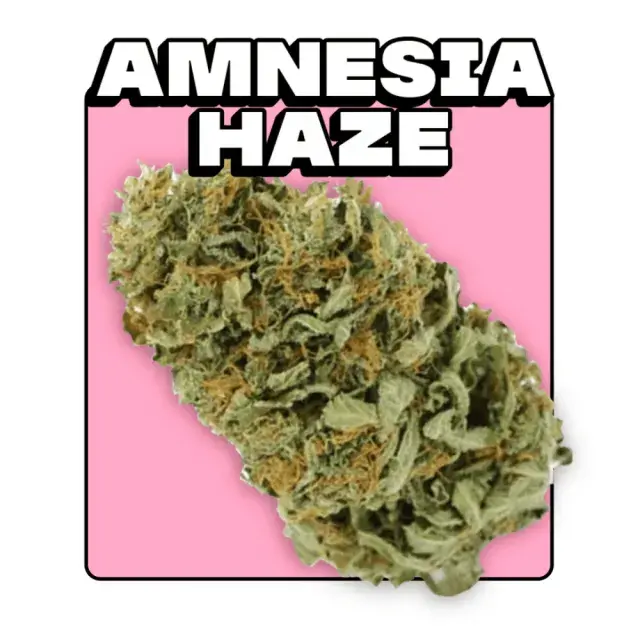 Unveiling the Perfect Amnesia Cannabis Seeds for Your Needs.
