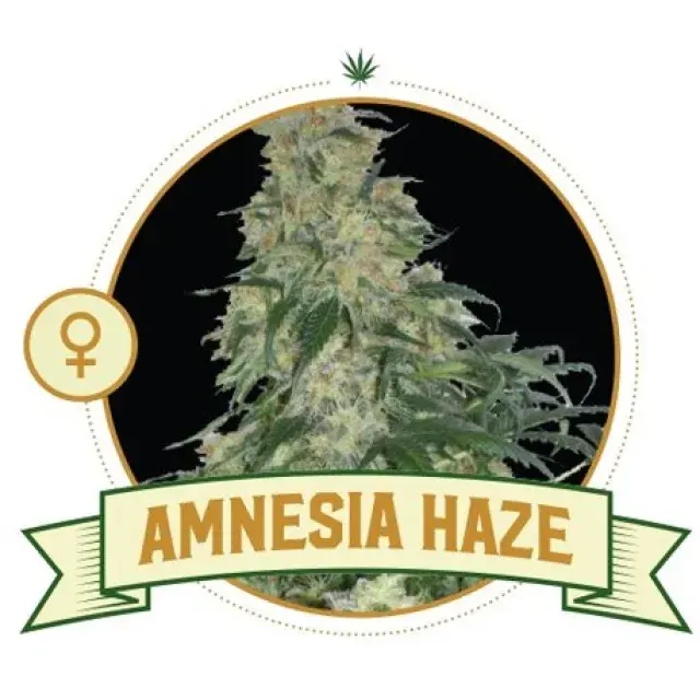 Types of Amnesia Cannabis Seeds at Discount Cannabis Seeds.