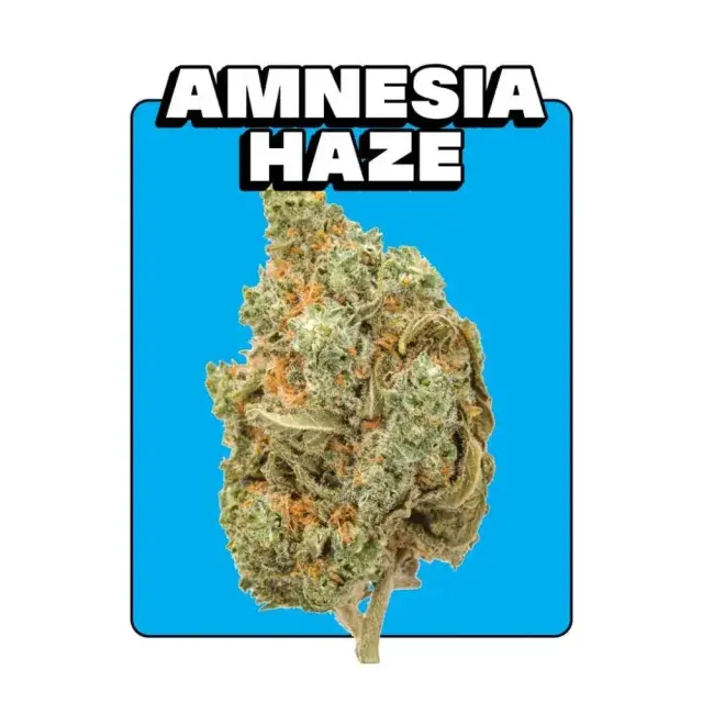 Amnesia Cannabis Seeds: Effects and Expert Growing Tips from Discount Cannabis Seeds.