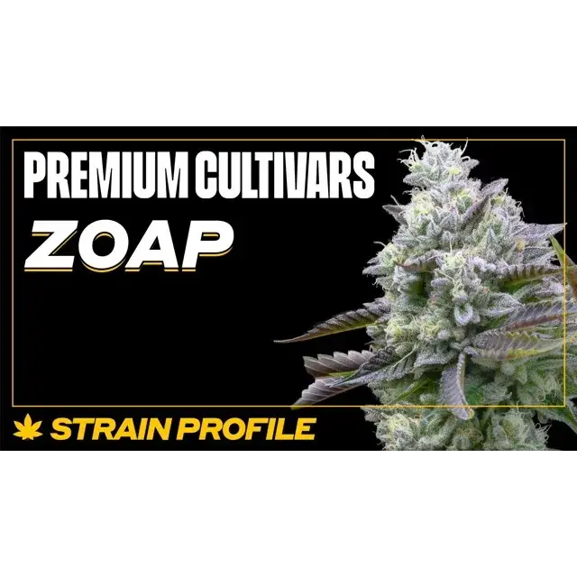 Success Stories: Zoap Cannabis Seeds at Discount Cannabis Seeds.