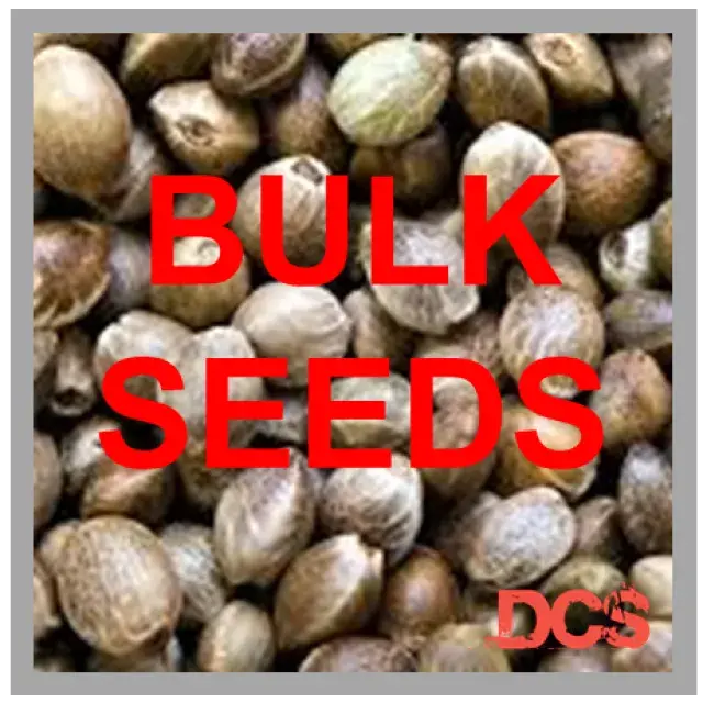  Bulk Auto Blackberry Gum Feminised Cannabis Seeds: Expert Insights from Discount Cannabis Seeds.