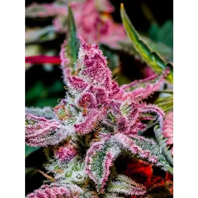 Get Your Hands on Premium Pink Runtz Cannabis Seeds.