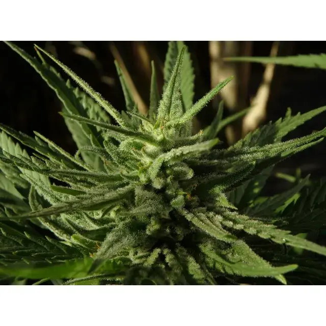 Mastering the Art of Growing Auto Flowering Cannabis Seeds.