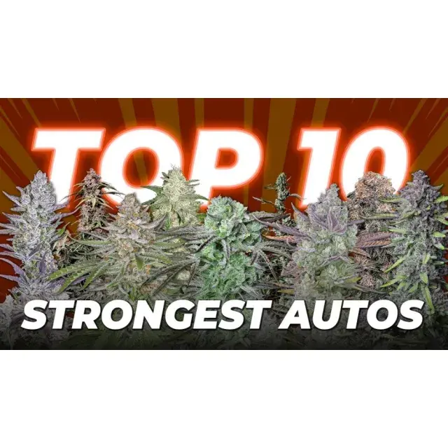 the Advantages of Auto Feminised Cannabis Seeds.
