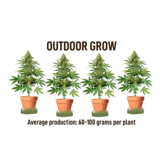 Choosing the Perfect Auto Feminised Cannabis Seeds.