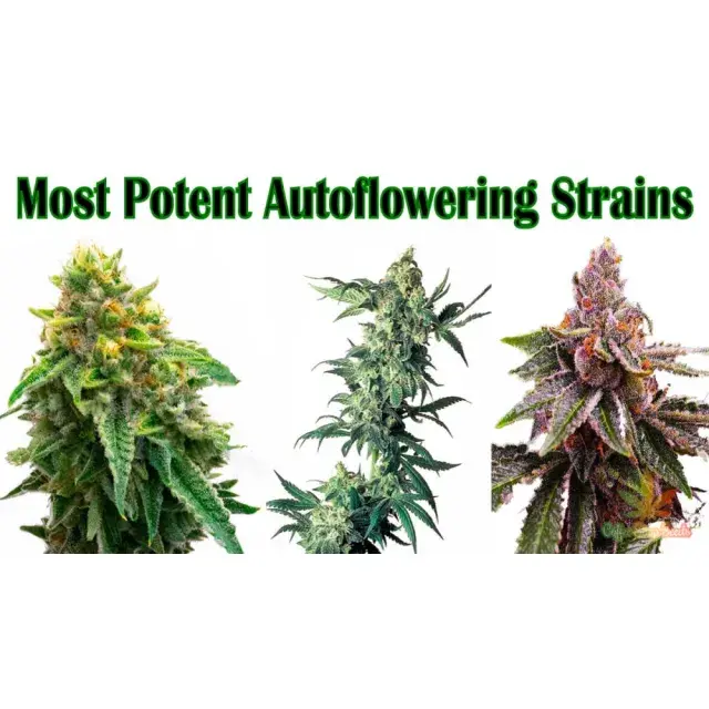 Popular Strains of Auto Feminised Cannabis Seeds for Your Garden.