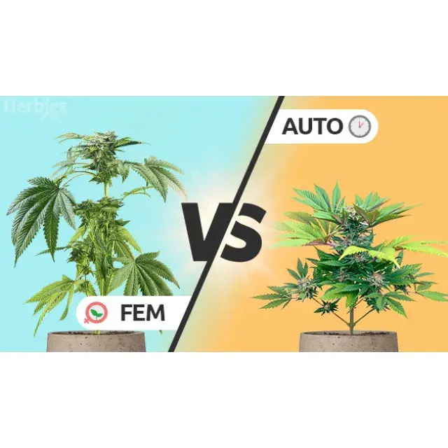 The Ultimate Showdown: Autoflower vs. Feminised Cannabis Seeds.