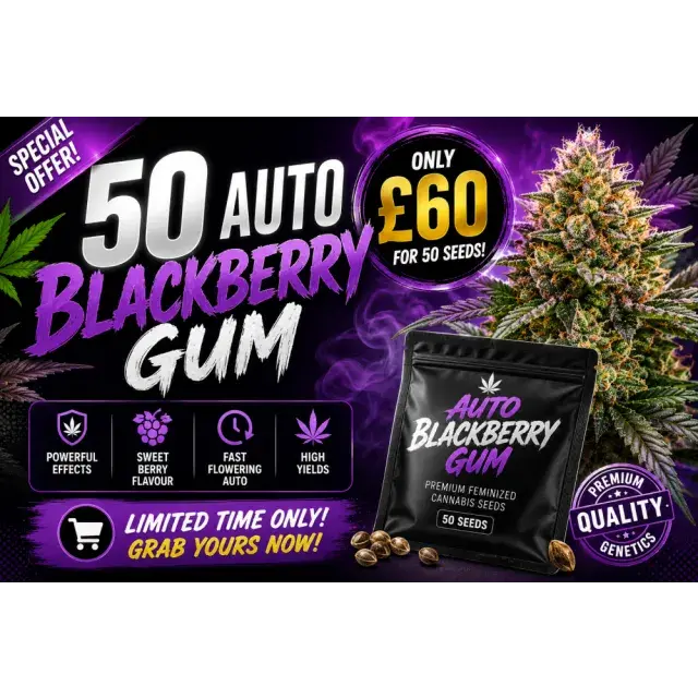 Cannabis Seeds: Auto Blackberry Gum Our Best-Selling Auto 50 Seed Bulk Pack