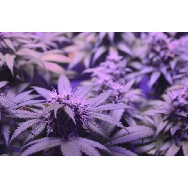 Why Discount Cannabis Seeds Is the Most Trusted Store for Auto Flower Cannabis Seeds.