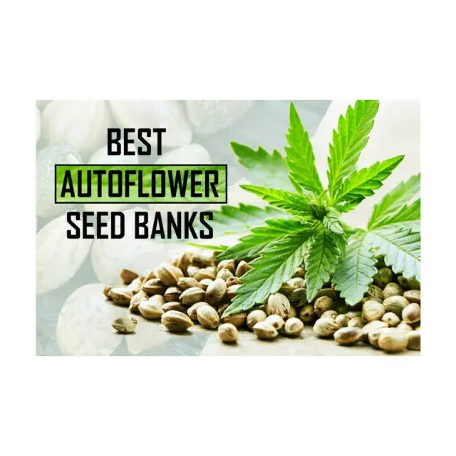 The Benefits of Autoflowering Cannabis Seeds at Discount Cannabis Seeds: Unlocking a More Efficient Grow.