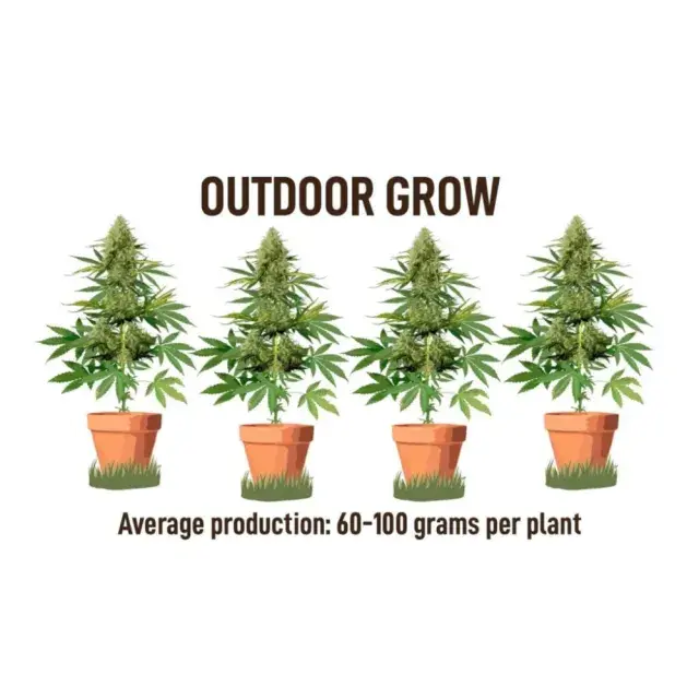 Exploring the Pros and Cons of Autoflowering Cannabis Seeds at Discount Cannabis Seeds.