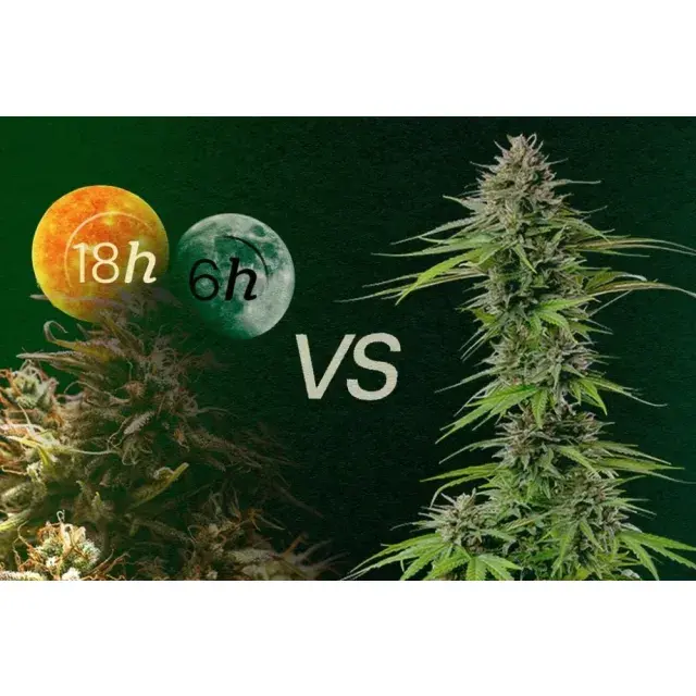 Auto Flowering vs Feminised Cannabis Seeds For UK Growers.