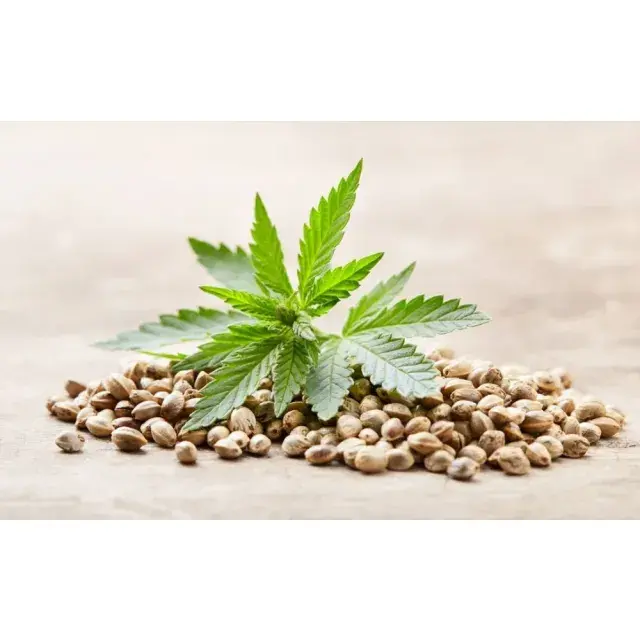  Auto Cannabis Seeds: Our Top Sellers at Discount Cannabis Seeds