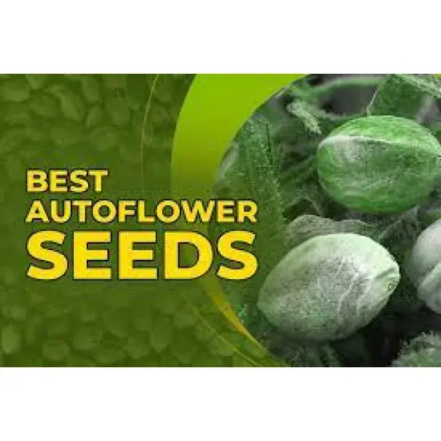  Auto Flowering Cannabis Seeds: Top Picks at Discount Cannabis Seeds