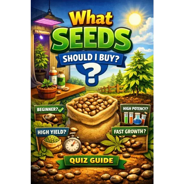 What Cannabis Seeds Should I Buy? (Quick Quiz Guide).