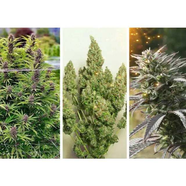 Discover the Best Cannabis Seeds to Plant in Late Summer: Exclusive Offers at Discount Cannabis Seeds.