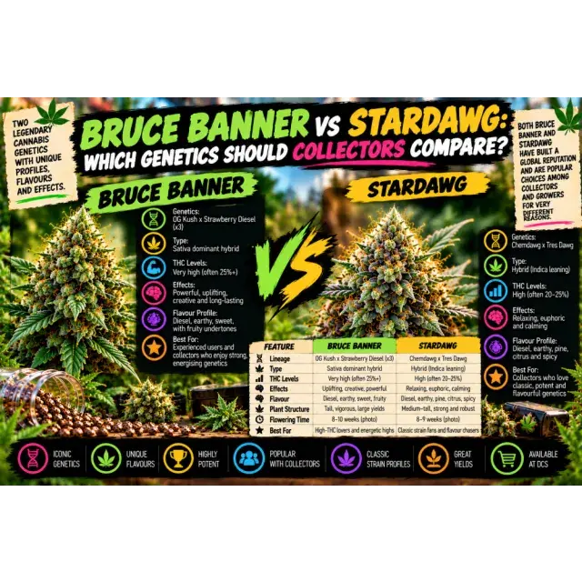 Cannabis Seeds: Bruce Banner vs Stardawg: Which Genetics Should Collectors Compare?