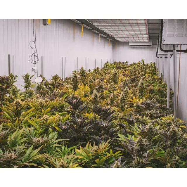Selecting the Ideal Barneys Farm Cannabis Seeds for Your Garden.