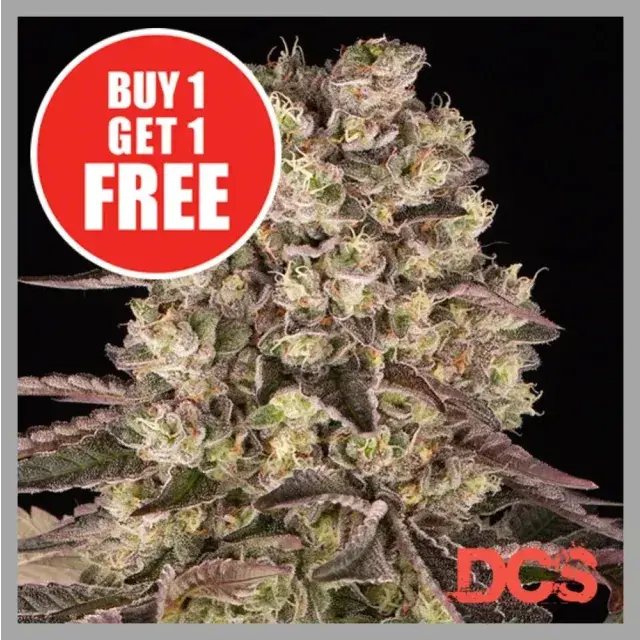 Runtz Cannabis Seeds — A Overview Of A Well Loved Strain.