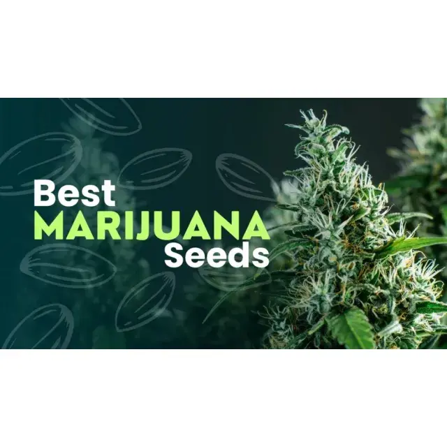 Cannabis Seeds Discount Cannabis Seeds Can Improve Your Wellbeing.