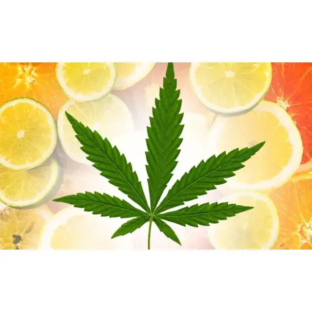 How to Maximise Flavour in Your Cannabis Seeds Harvest.