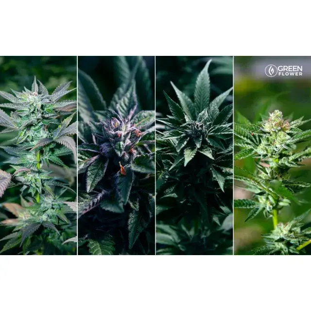 How Discount Cannabis Seeds Helps Beginners Choose the Right Cannabis Seeds.